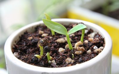 Lockdown Life Hacks – Regrowing Veggies